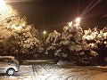 Pinus Pinea effetti nevicata - dic 2012